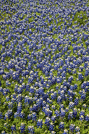 Bluebonnets, Hill Country, TX